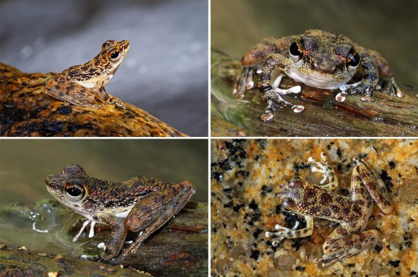 (Black-spotted Rock frogs) 