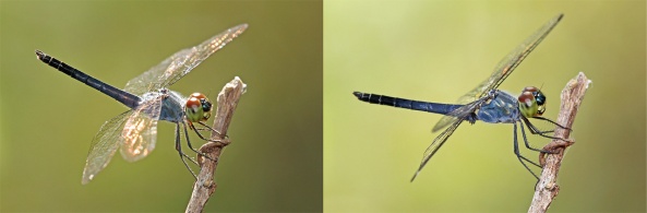 (Same dragonfly, same perch but different lighting condition)